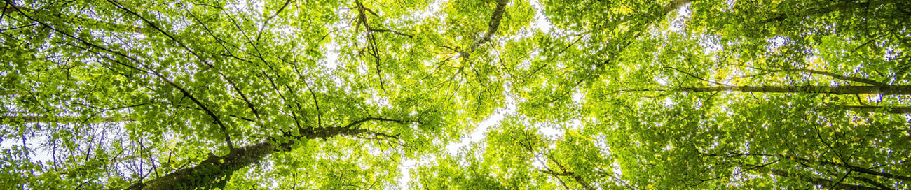 green trees